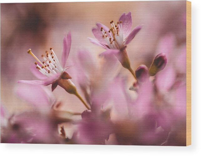 Jenny Rainbow Fine Art Photography Wood Print featuring the photograph Sweet Taste of Spring by Jenny Rainbow
