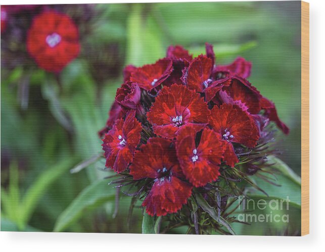 Sweet William Wood Print featuring the photograph Sweet William by Eva Lechner