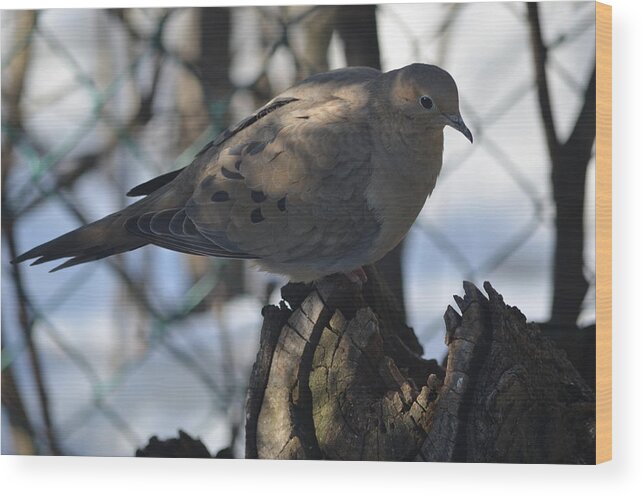 Mourning Dove Wood Print featuring the photograph Sweetness by Cheryl Charette
