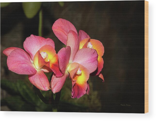 Flowers Wood Print featuring the photograph Sweetness by Phyllis Denton