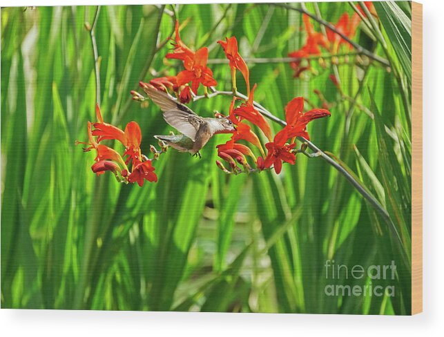 Hummingbird Wood Print featuring the photograph Sweets Time by Charline Xia