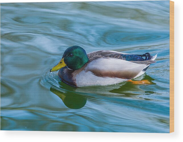 Duck Wood Print featuring the photograph Swimming Duck by Pamela Williams