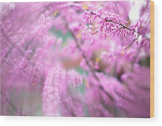 Portland Blossoms Wood Print featuring the photograph Swirls of spring by Kunal Mehra