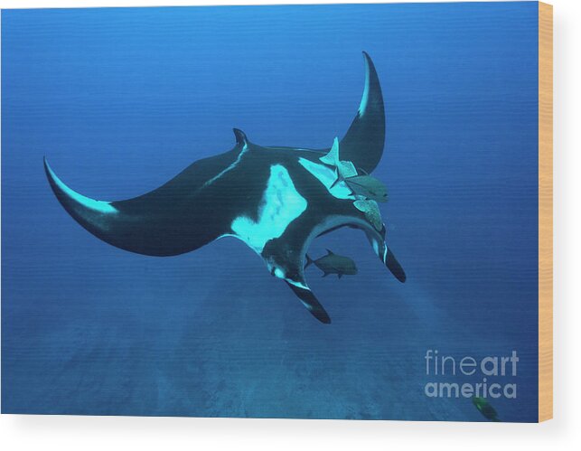 Giant Pacific Manta Ray Wood Print featuring the photograph Symmetry by Aaron Whittemore