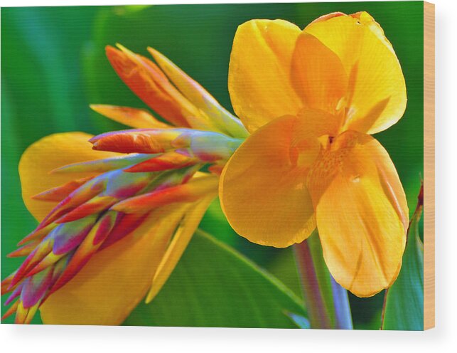 Flower Wood Print featuring the photograph Tail of Color by Peter McIntosh