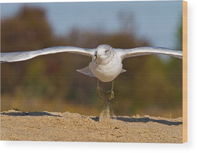Seagull Wood Print featuring the photograph Takeoff by David Freuthal