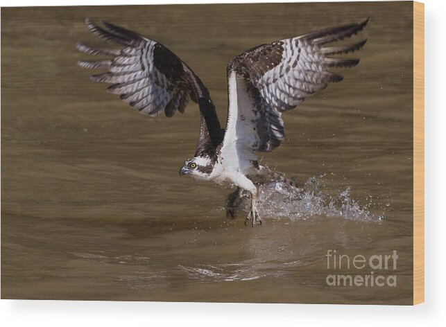 Bird Wood Print featuring the photograph Talon Fish Swipe by Art Cole