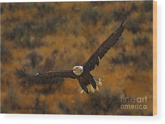 Haliaeetus Leucocphalus Wood Print featuring the photograph Talons At The Ready-Signed by J L Woody Wooden