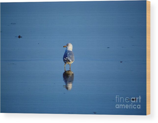 Seagull Wood Print featuring the photograph Tan Lines by Dani McEvoy