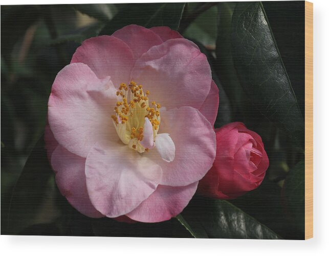 Camellia Wood Print featuring the photograph Taylor's Perfection Camellia by Tammy Pool