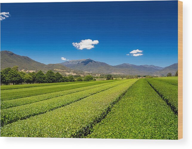 Alpine Green Tea Wood Print featuring the photograph Tea in the Valley by Mark Lucey