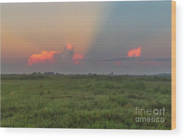 Nature Wood Print featuring the photograph Teal hunt morning by Barry Bohn