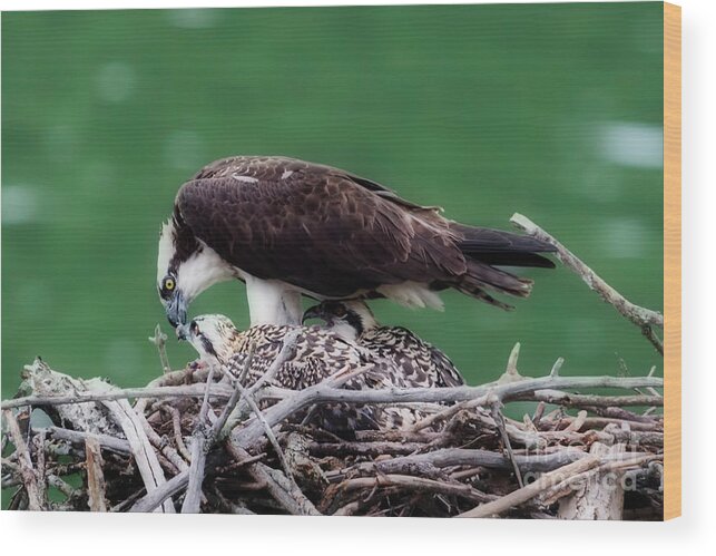 Osprey Wood Print featuring the photograph Tearing Off Pieces Of Fish To Feed The Young by Dan Friend