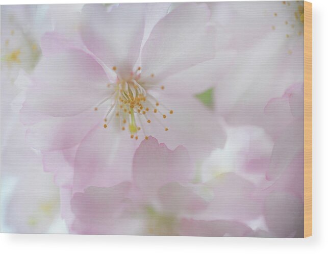 Jenny Rainbow Fine Art Photography Wood Print featuring the photograph Tender Bloom of Sakura by Jenny Rainbow