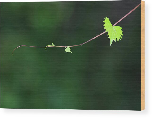 Plant Wood Print featuring the photograph Tendril by Mitch Spence