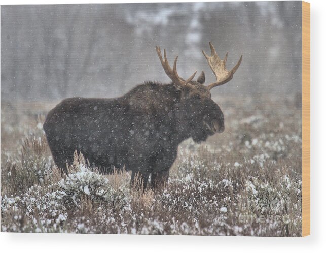 Moose Wood Print featuring the photograph Teton Snowy Moose by Adam Jewell