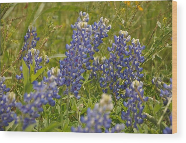 Texas Hill Country Wood Print featuring the photograph Texas Bluebonnet by Frank Madia