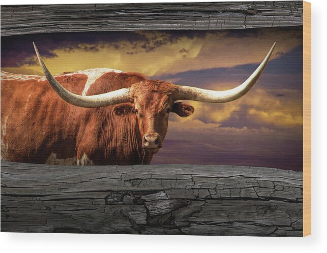 Longhorn Wood Print featuring the photograph Texas Longhorn Steer at Sunset looking through the Fence Rails by Randall Nyhof