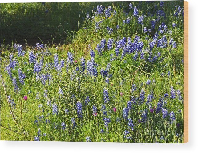 Nature Wood Print featuring the photograph Texas State Wildflower in Spring by Linda Phelps