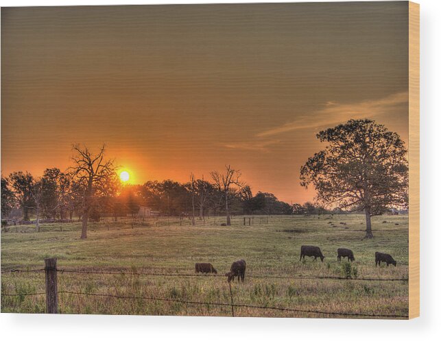 Texas Cattle Ranch Wood Print featuring the photograph Texas Sunrise by Barry Jones