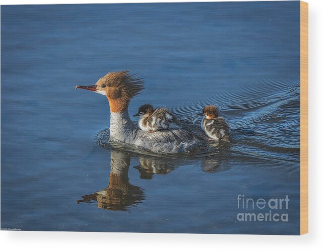 Mommy Merganser Wood Print featuring the photograph Thanks Mom by Mitch Shindelbower