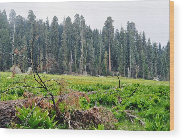 Sequoia National Park Wood Print featuring the photograph Tharps Log Meadow by Kyle Hanson
