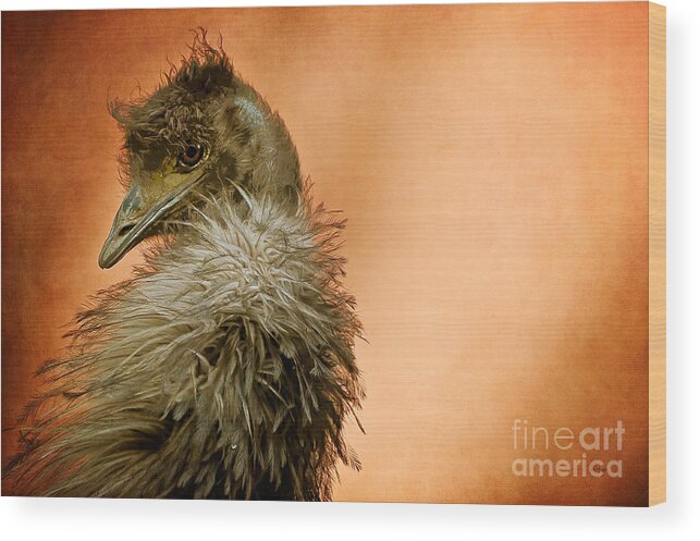 Emu Wood Print featuring the photograph That Shy Come-Hither Stare by Lois Bryan
