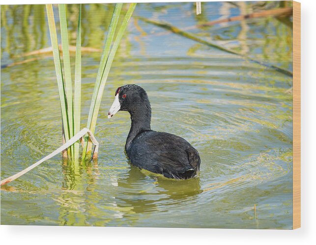 The American Coot Wood Print featuring the photograph The American Coot by Debra Martz