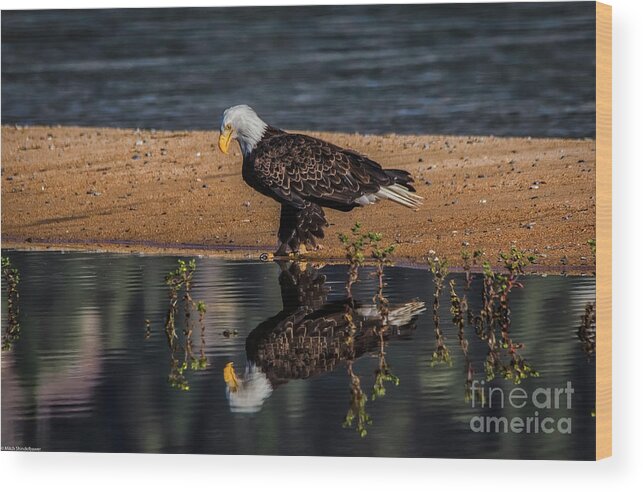 Bald Eagle And Reflection Wood Print featuring the photograph The Bald Eagle by Mitch Shindelbower
