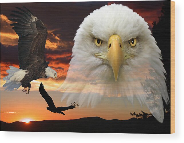 Bald Eagle Wood Print featuring the photograph The Bald Eagle by Shane Bechler