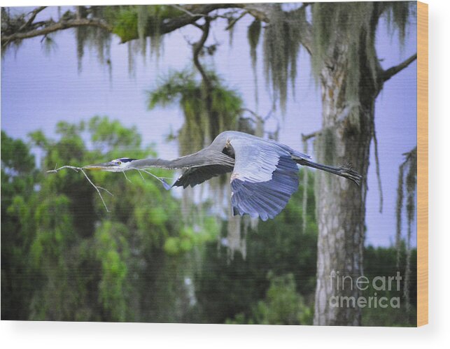 Great Blue Heron Wood Print featuring the photograph The Beauty of Flight by Quinn Sedam