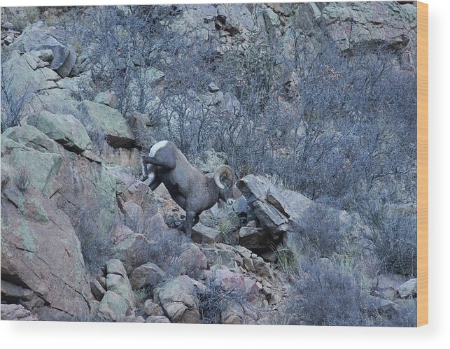 Bighorn Wood Print featuring the photograph The Big Horn 5 by Ernest Echols