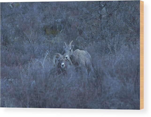 Bighorn Wood Print featuring the photograph The Big Horns 4 by Ernest Echols