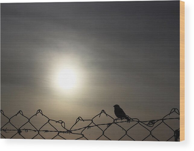 Bird Sitting On Fence. Fence Sparrow Wood Print featuring the photograph The bird that wished she never had wings by Prakash Ghai