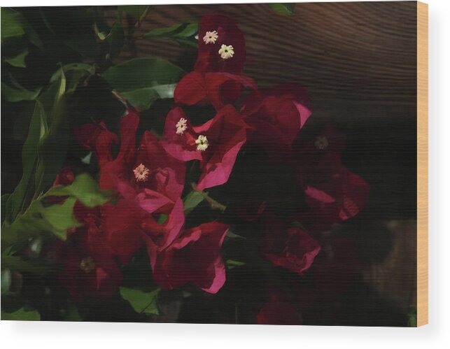 Bougainvillea Wood Print featuring the digital art The Bougainvilleas by Ernest Echols