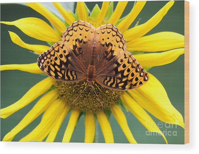 Butterfly Wood Print featuring the photograph The Butterfly Effect by Tina LeCour
