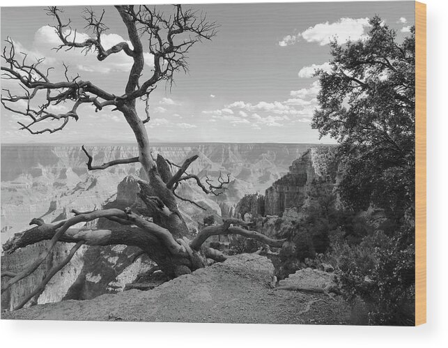 Dead Tree Wood Print featuring the photograph The Canyon's Edge BW by David Diaz