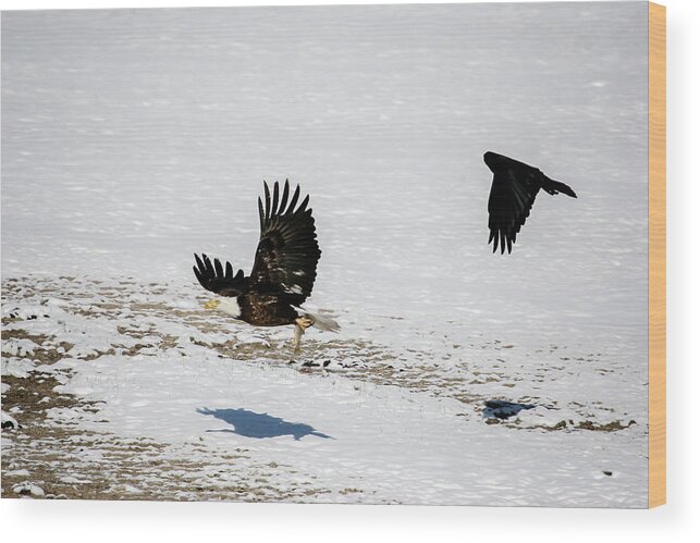 Raven Wood Print featuring the photograph The Chase is On by Gary Hall