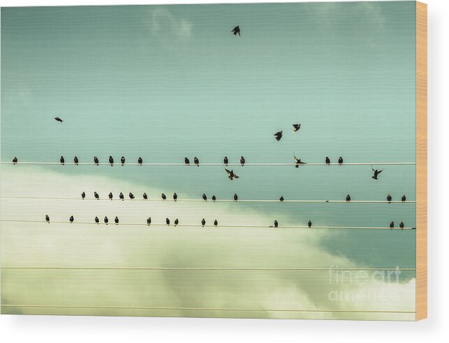 Chorus Wood Print featuring the photograph The chorus of birds by Jorgo Photography