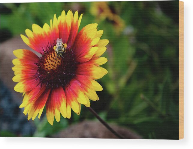 Gaillardia Wood Print featuring the photograph The Collector by Kristen Wilcox