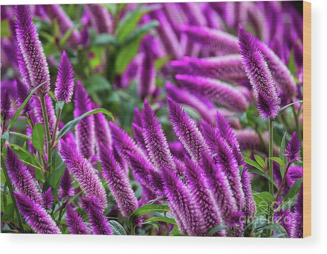 Purple Flowers; Purple Landscape; Wood Print featuring the photograph The Color Purple by Jim Garrison
