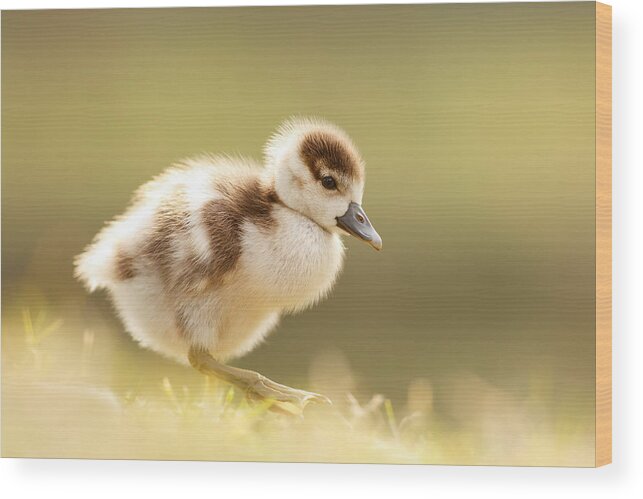 Gosling Wood Print featuring the photograph The Cute Factor - Egyptean Gosling by Roeselien Raimond
