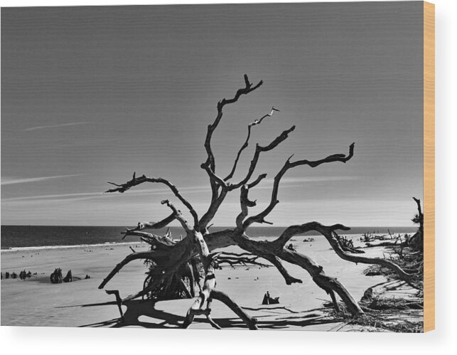 Nature Wood Print featuring the photograph The Dead in Black and White by DB Hayes