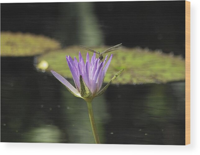 Fairchildtropicalgardens Wood Print featuring the photograph The Dragonfly and the Lily by Gary Dean Mercer Clark