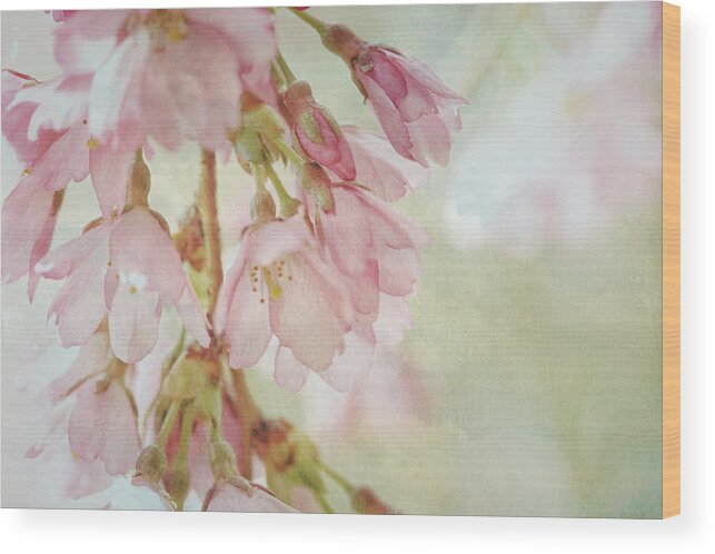 Connie Handscomb Wood Print featuring the photograph The Essence Of Springtime by Connie Handscomb