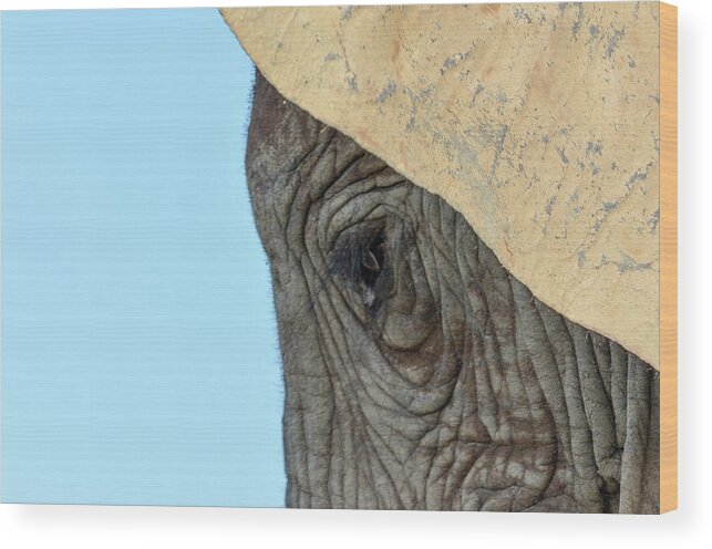 South African Elephant Wood Print featuring the photograph The eye of an elephant by Gaelyn Olmsted