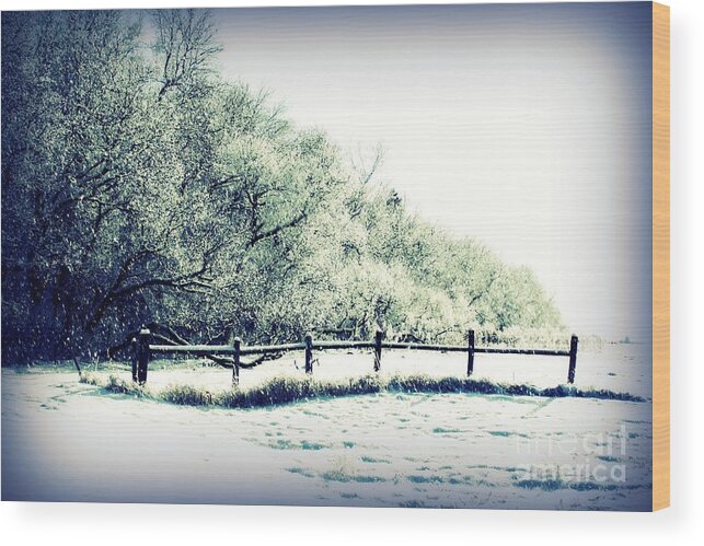 Trees Wood Print featuring the photograph The Fence by Julie Lueders 