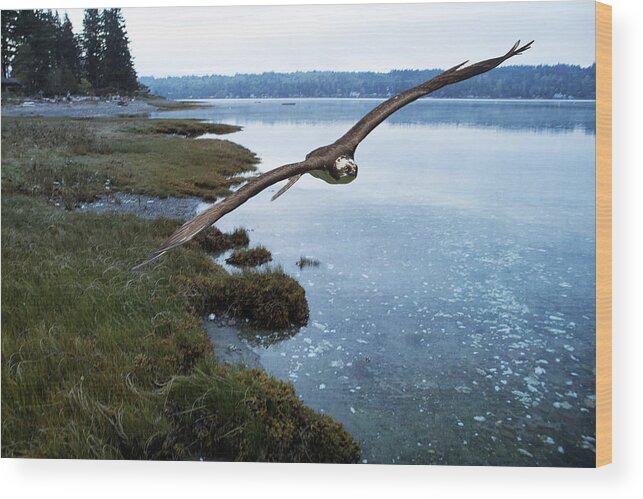 Osprey Wood Print featuring the photograph The Flight of the Osprey No. 2 by Belinda Greb