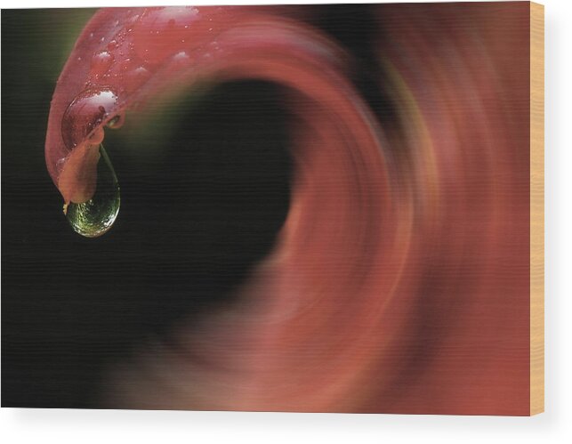 Lily Wood Print featuring the photograph The Flow Of Summer by Mike Eingle