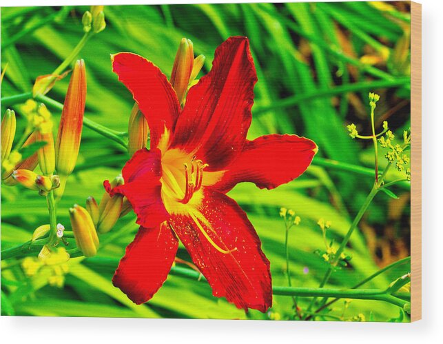 Flowers Wood Print featuring the photograph The Flower by Richard Denyer